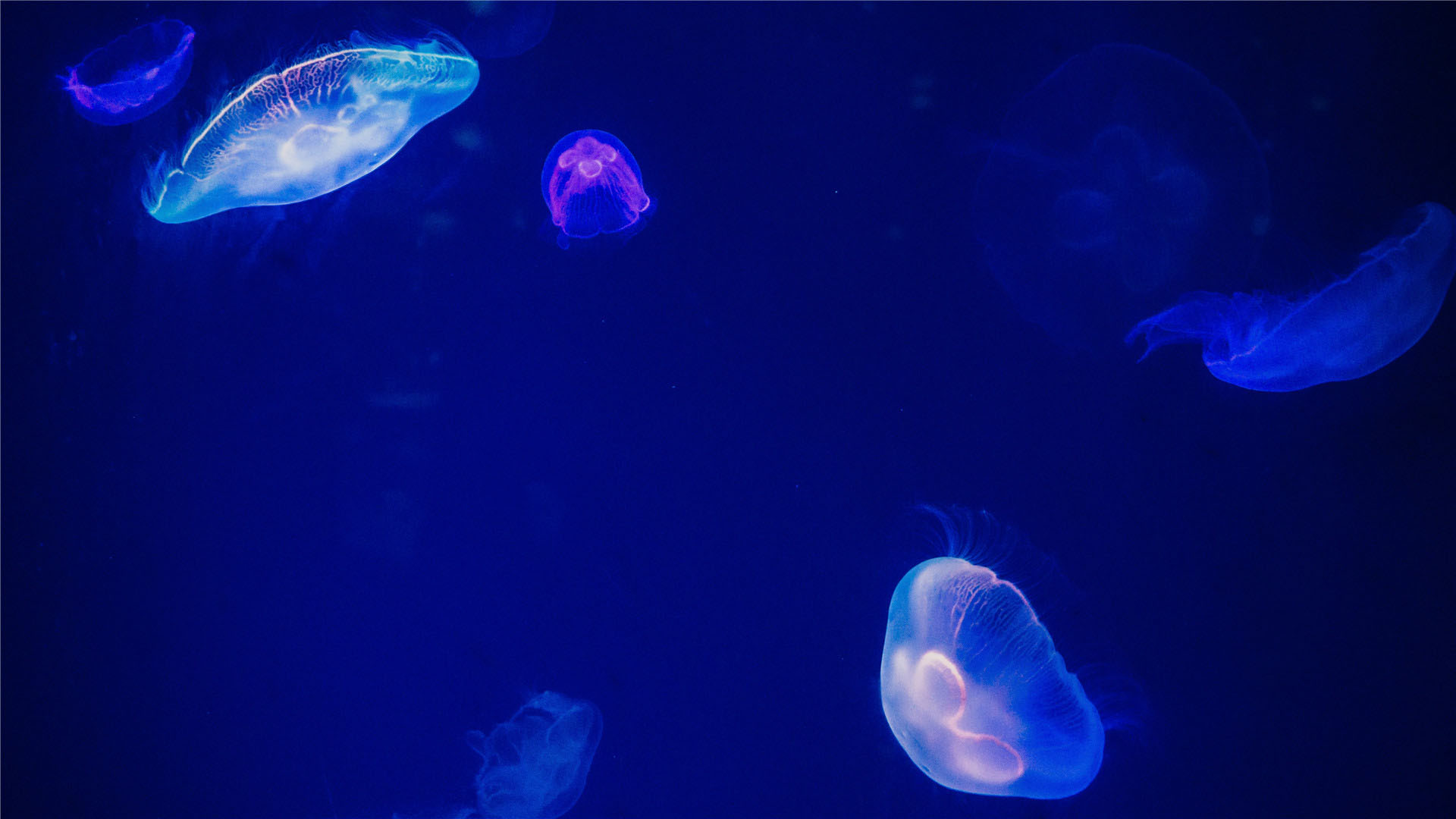 海洋水母