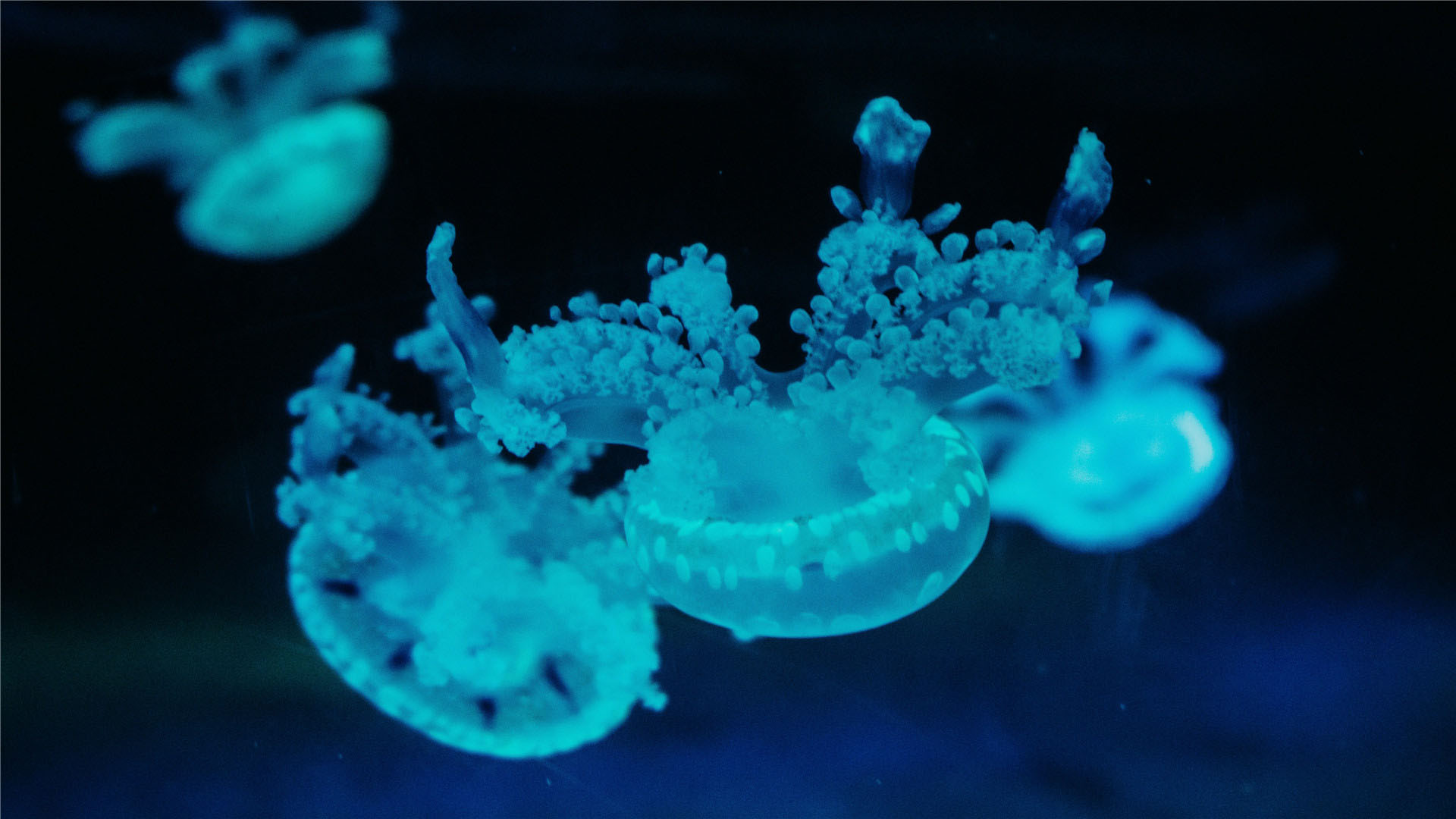 海洋水母