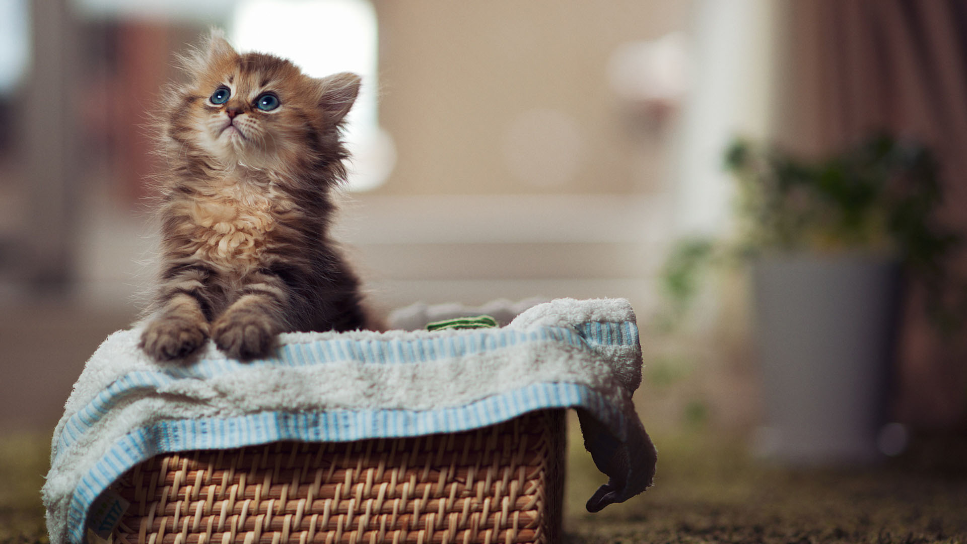 可爱猫咪
