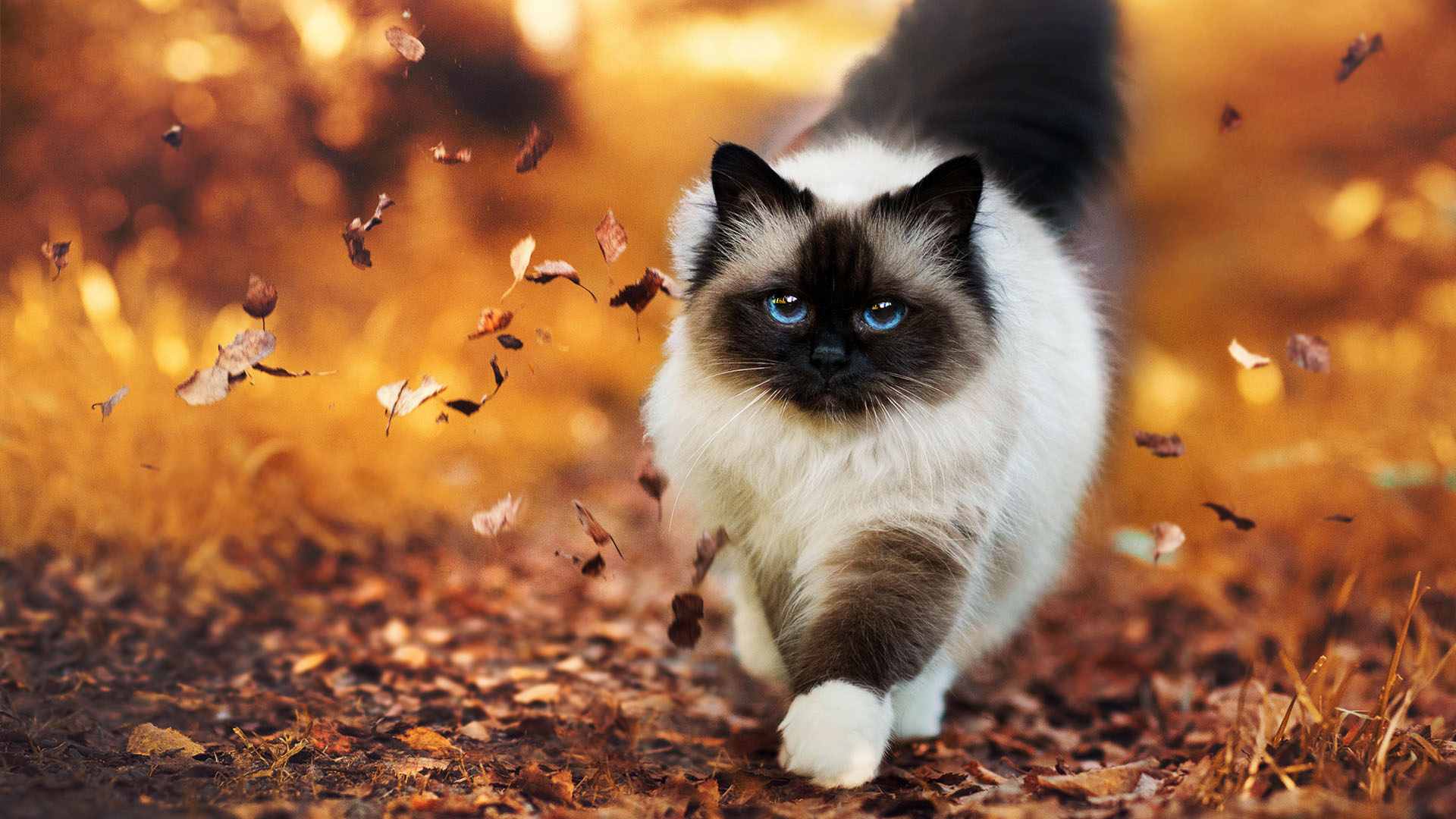 可爱猫咪
