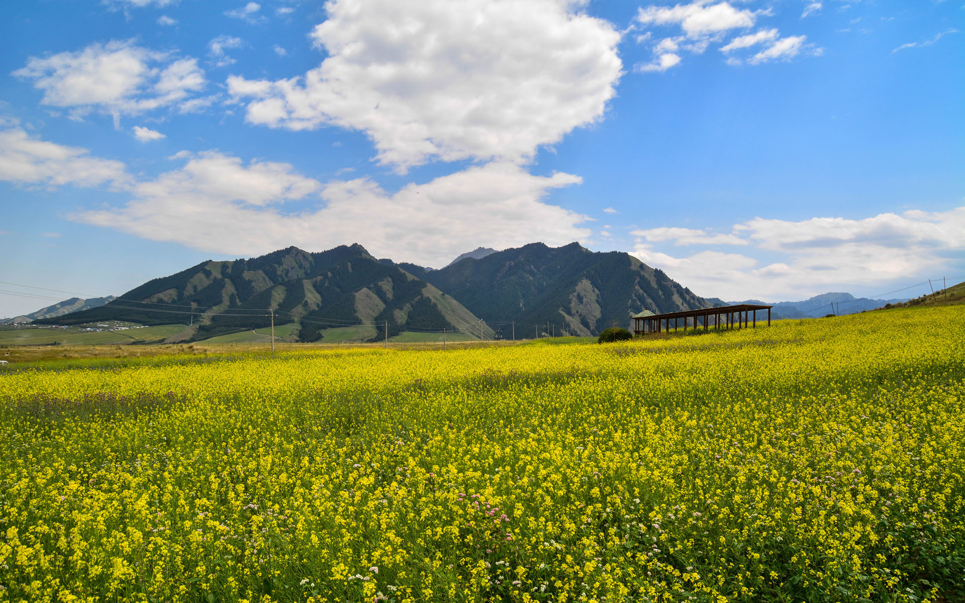 新疆雪岭鹰沟