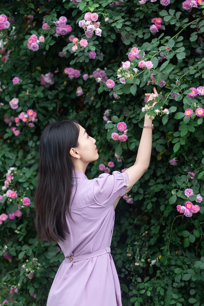 蔷薇花下