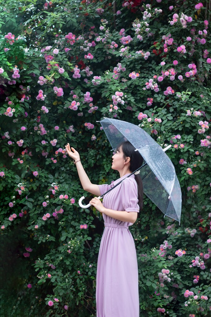 蔷薇花下
