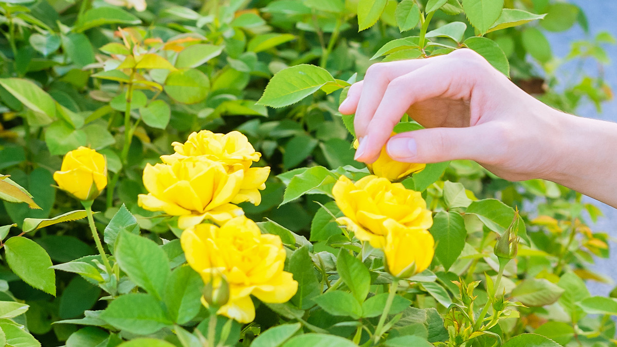茜茜—花间