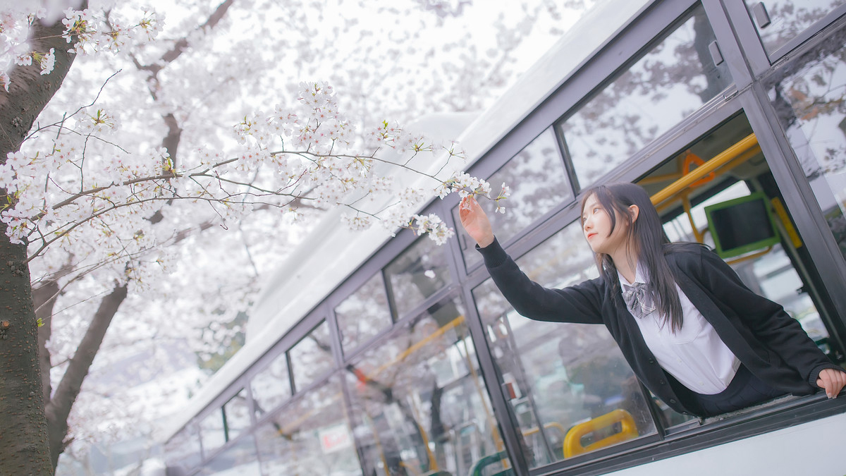 深雪—樱花樱花想见你