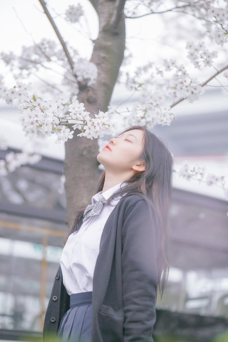 深雪—樱花樱花想见你