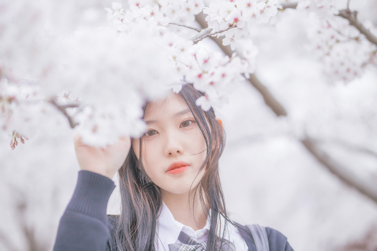 深雪—樱花樱花想见你
