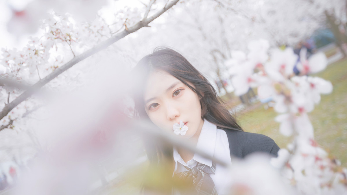 深雪—樱花樱花想见你