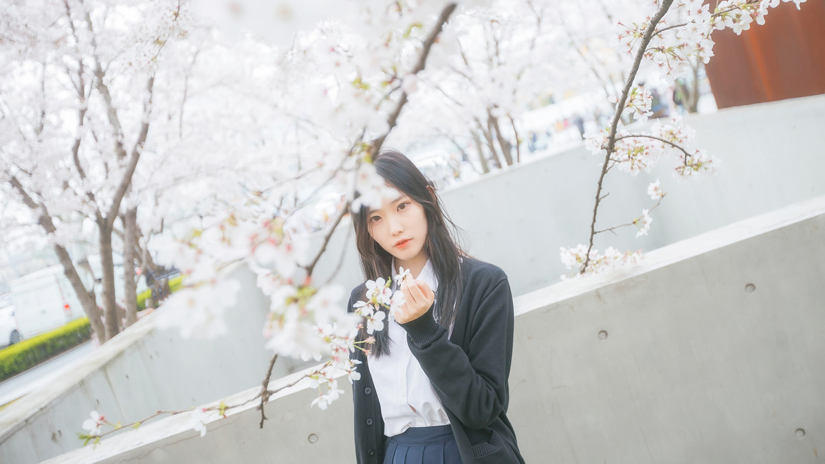 深雪—樱花樱花想见你