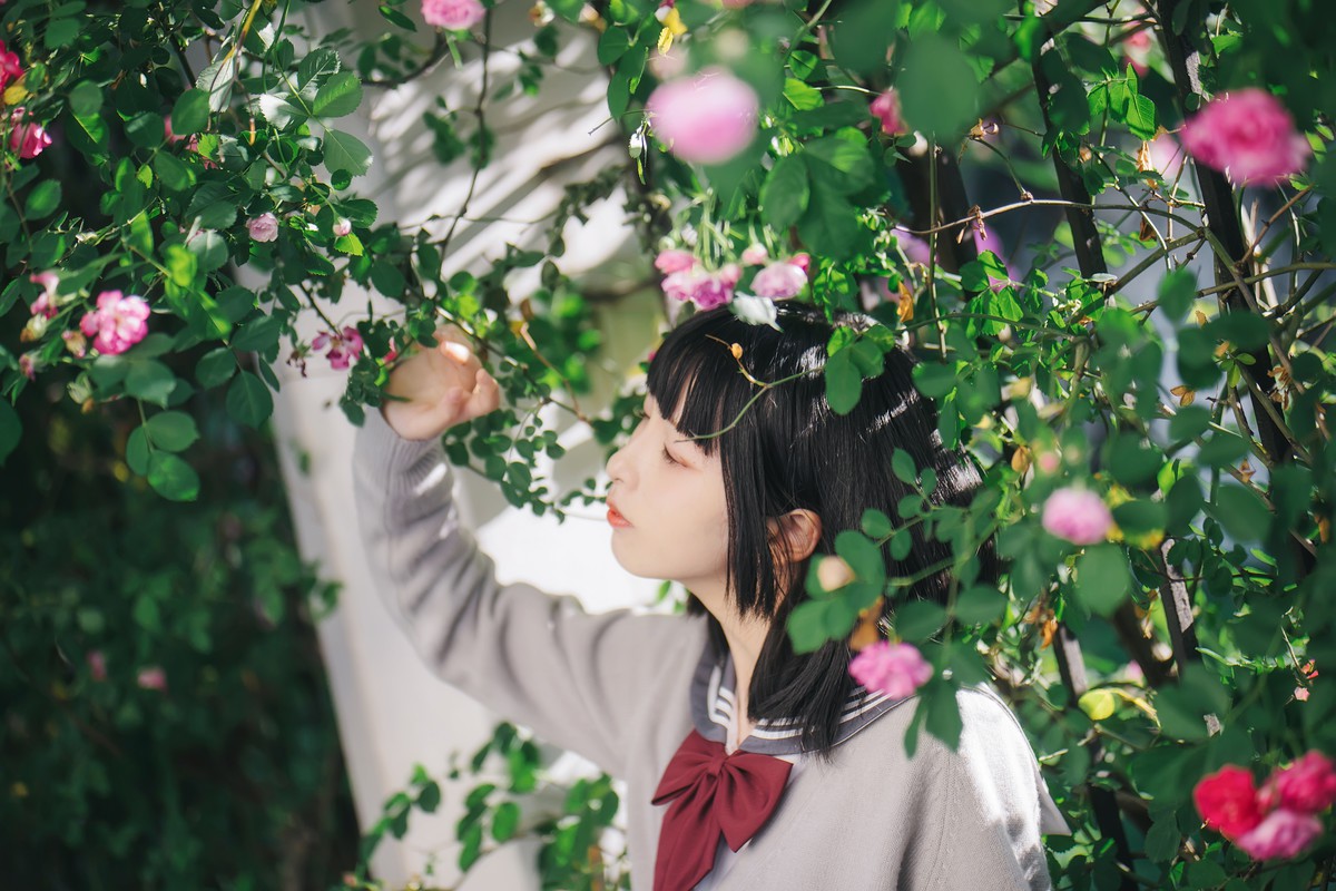 呱呱子—蔷薇