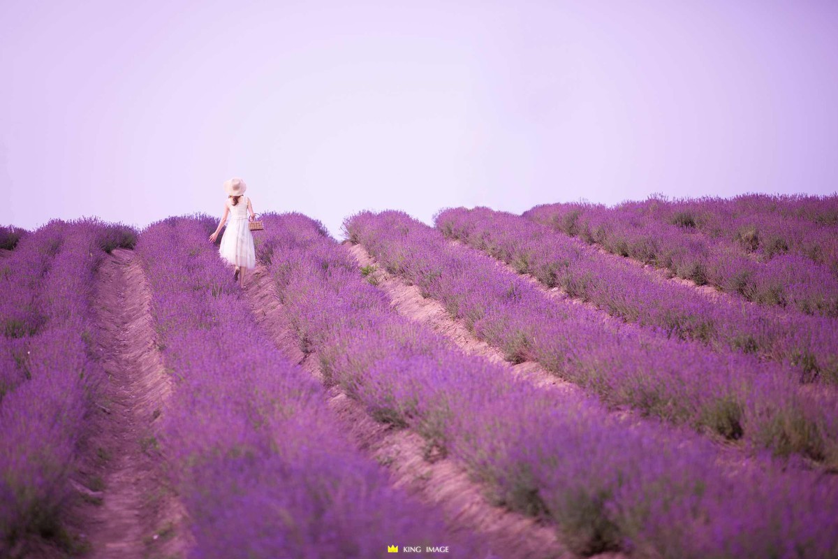 婷婷—薰衣草
