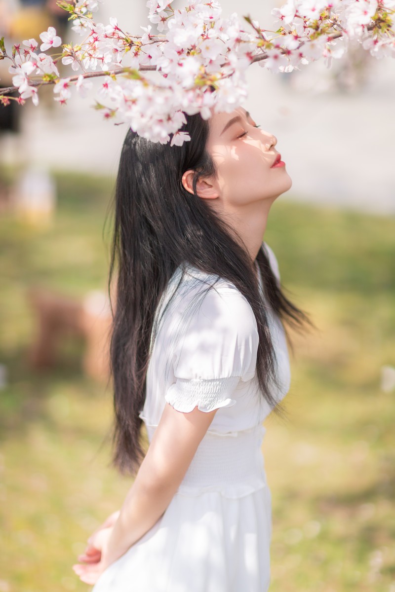 李泱—落樱缤纷