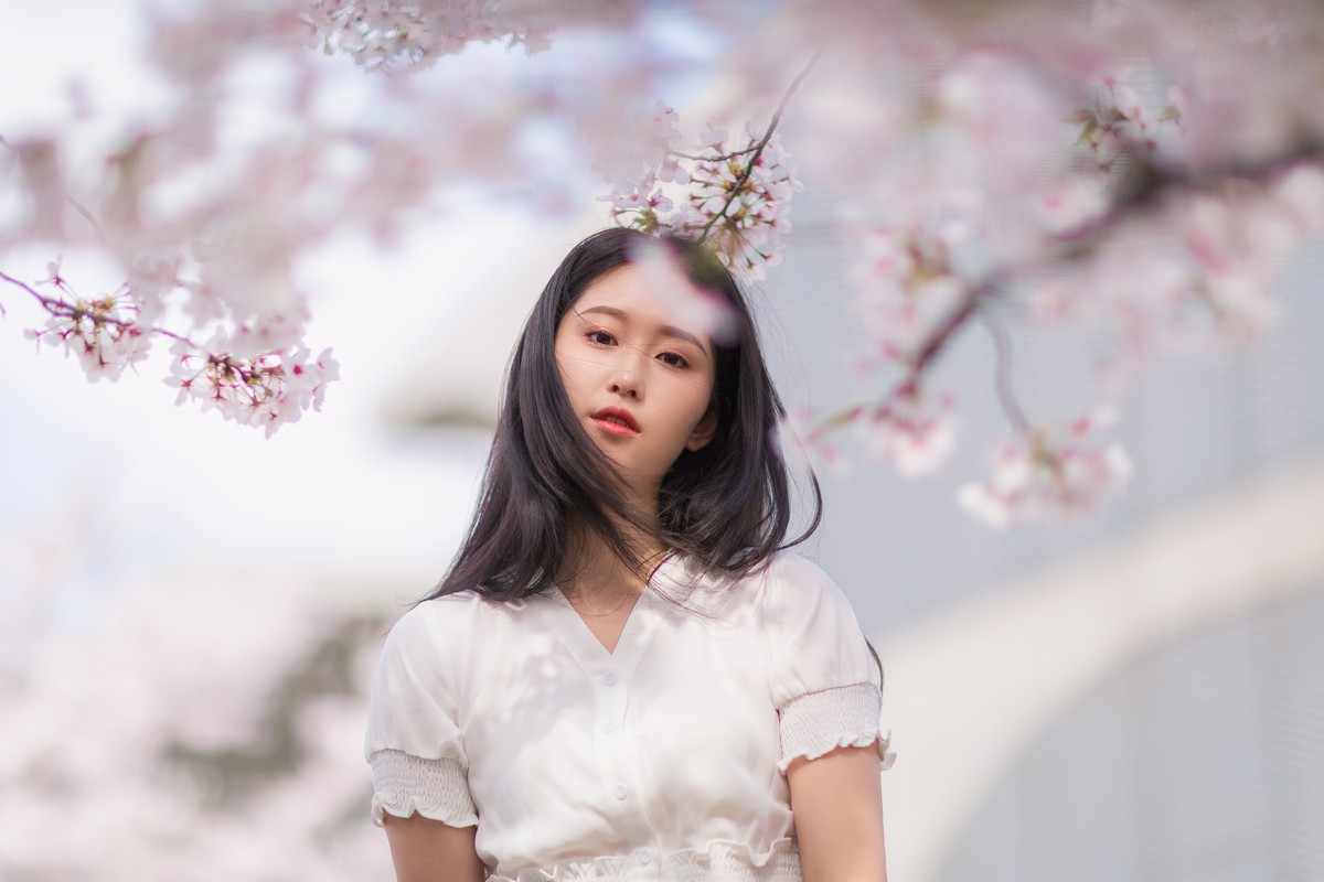 李泱—落樱缤纷