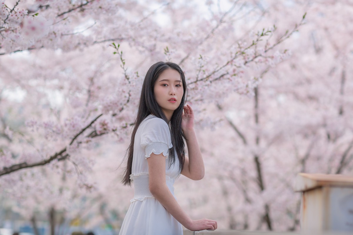 李泱—落樱缤纷