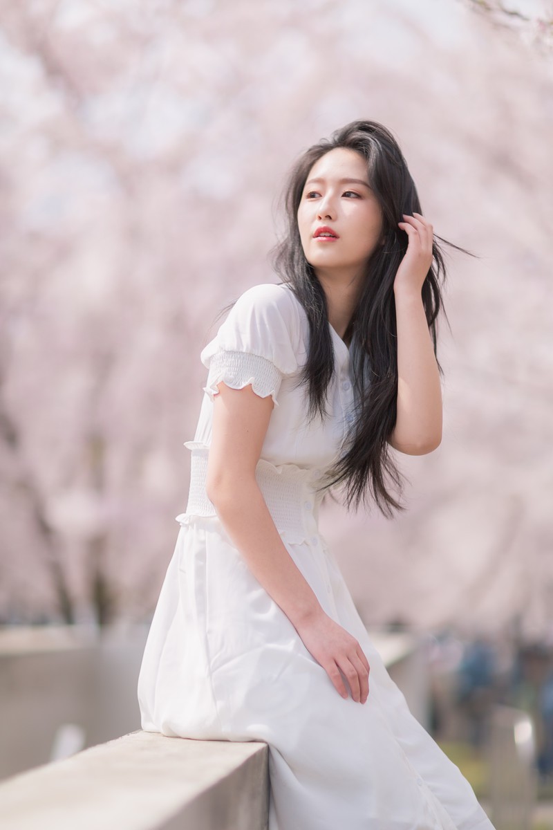 李泱—落樱缤纷