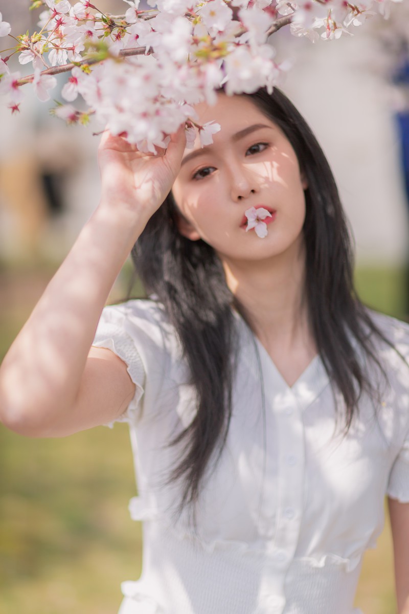 李泱—落樱缤纷