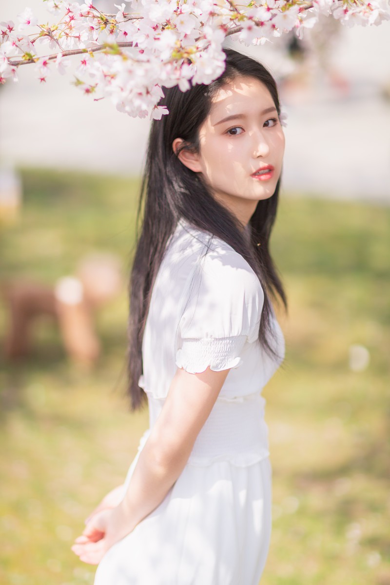 李泱—落樱缤纷