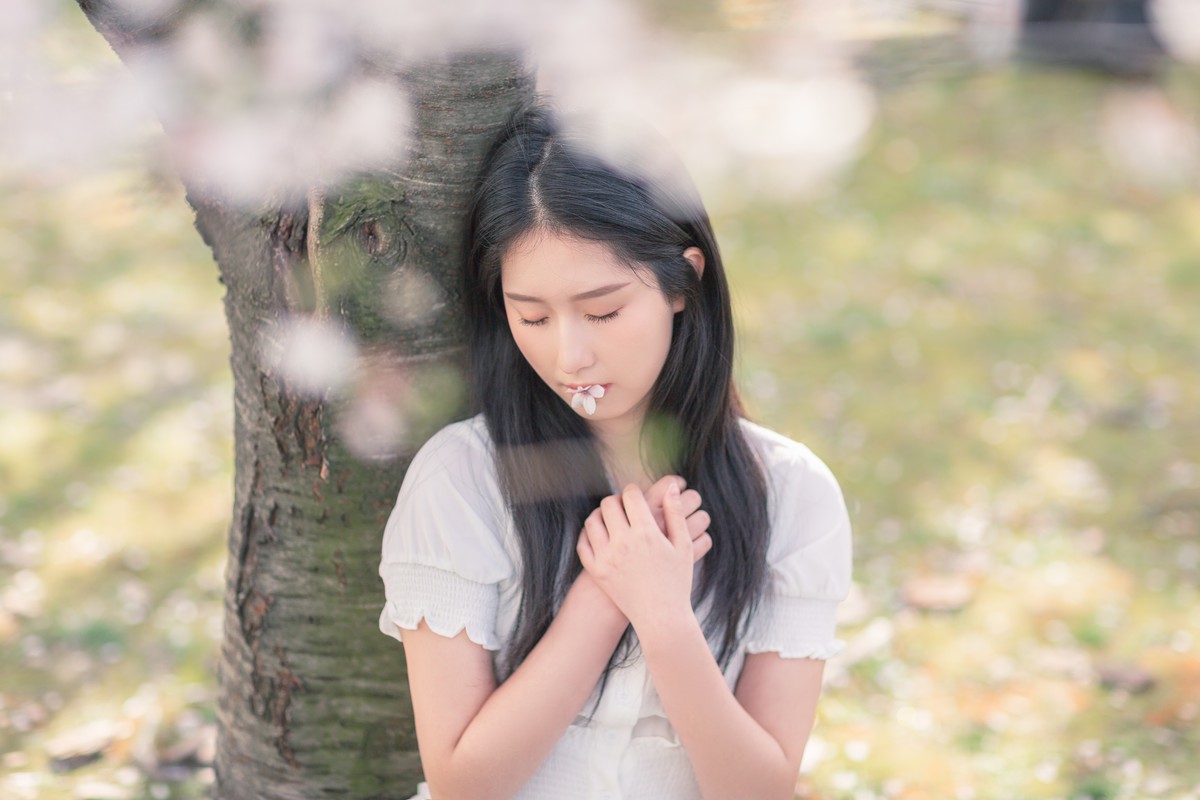 李泱—落樱缤纷