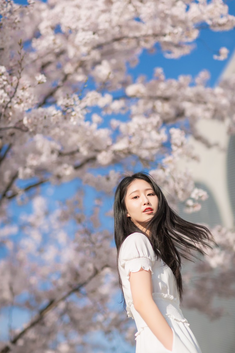 李泱—落樱缤纷