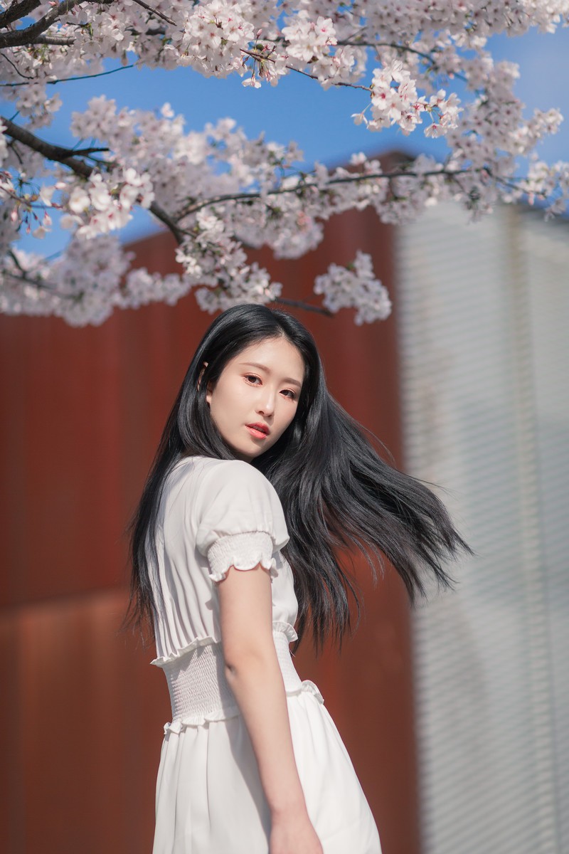 李泱—落樱缤纷