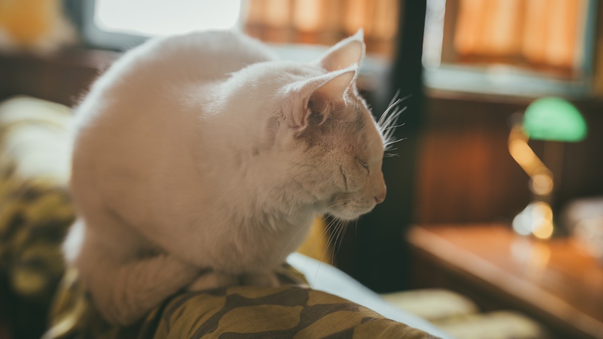 三月，咖啡，猫和你