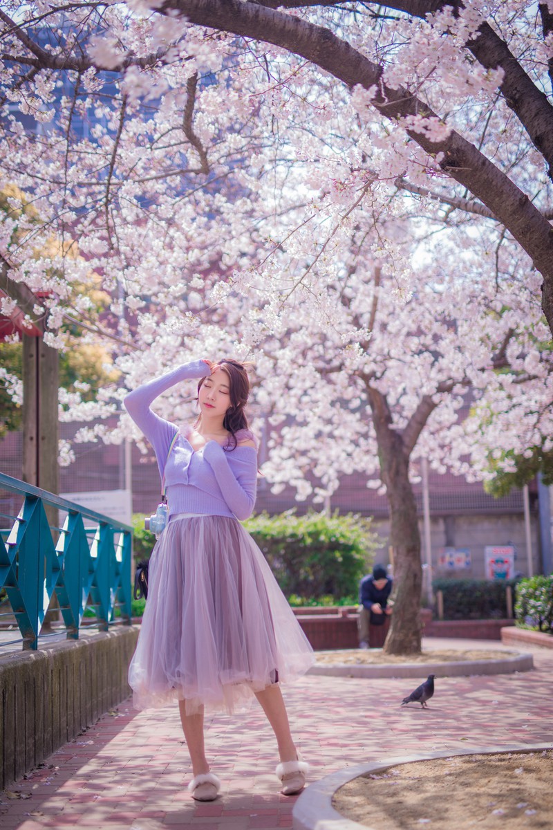 黑川—樱花