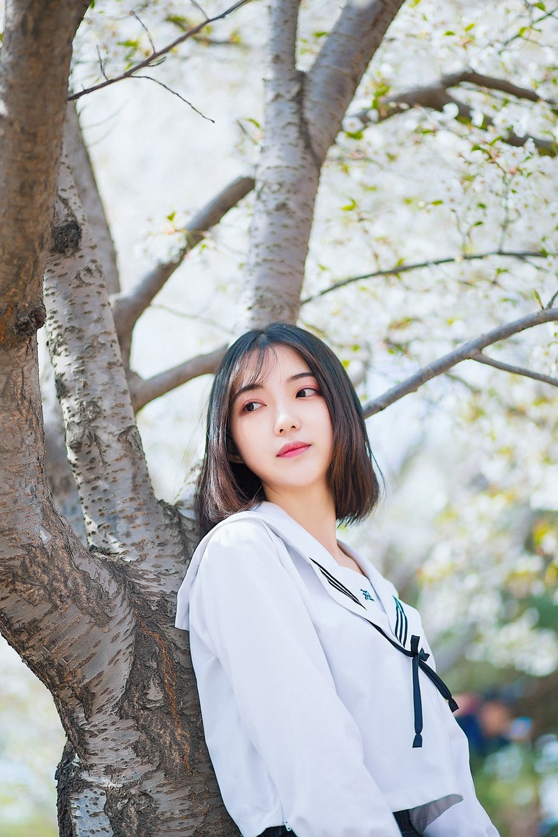 樱花开