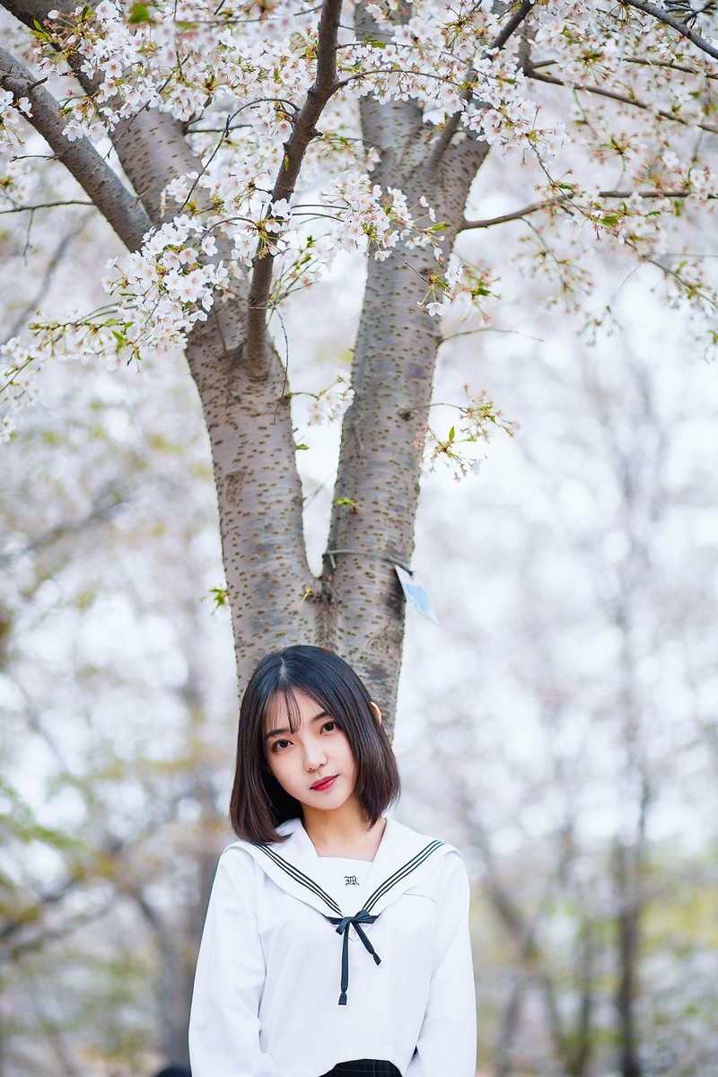 樱花开