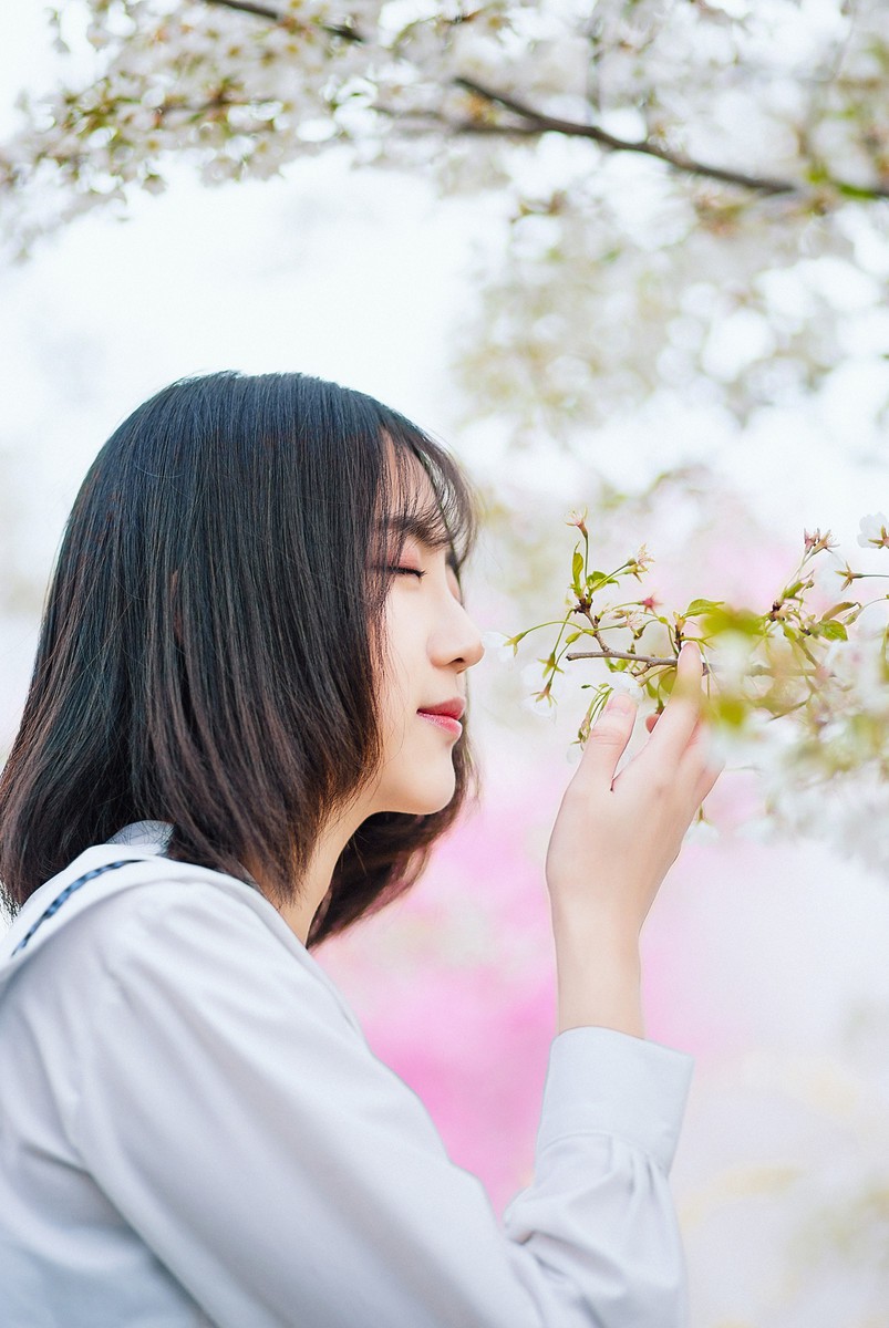 樱花开