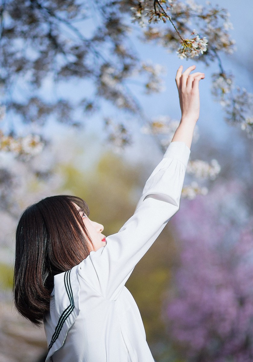 樱花开