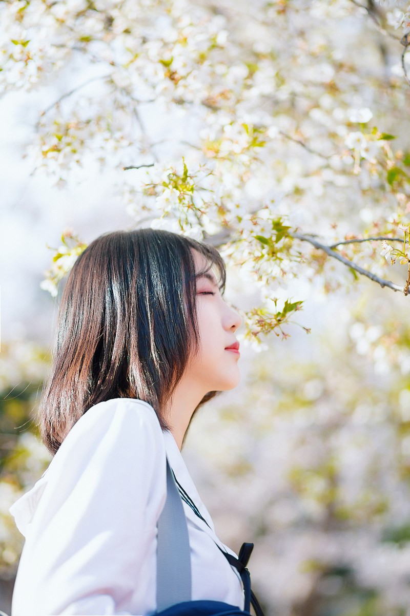 樱花开
