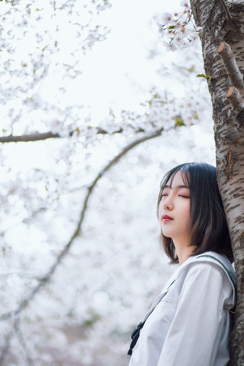 樱花开