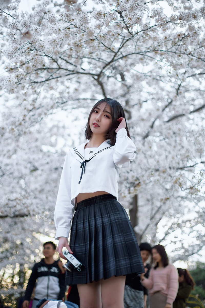 樱花开