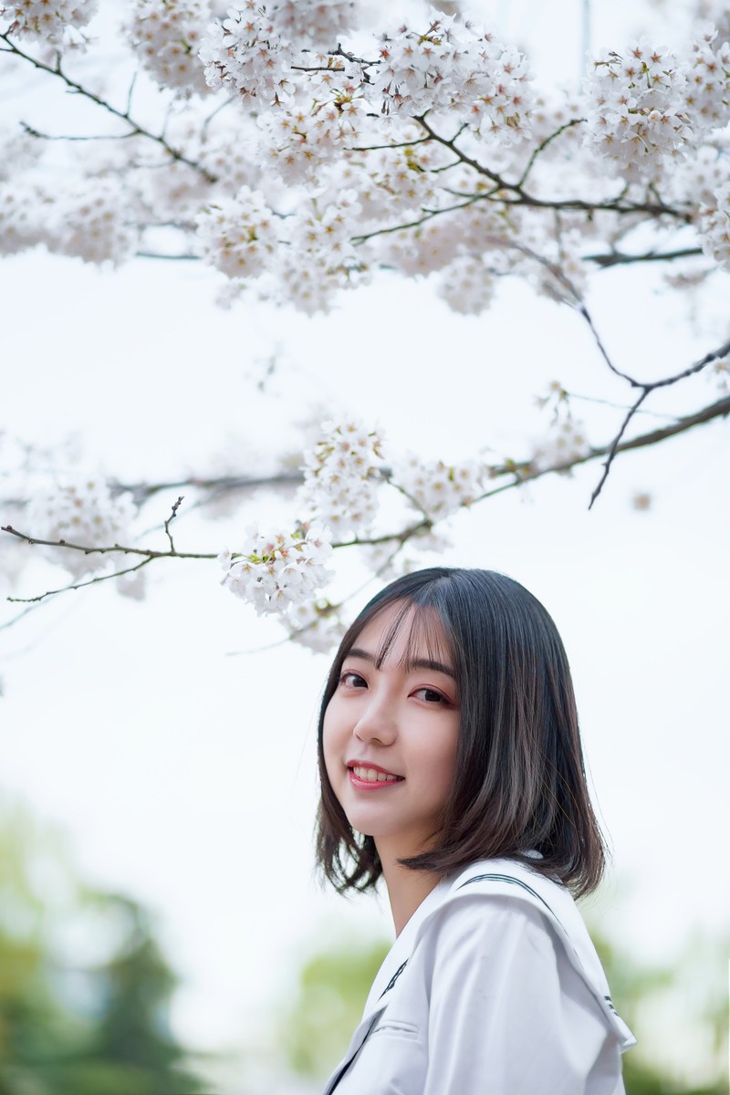 樱花开