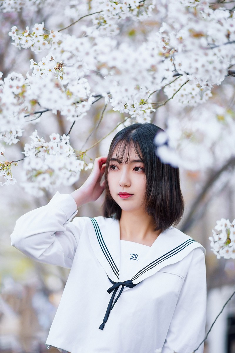 樱花开