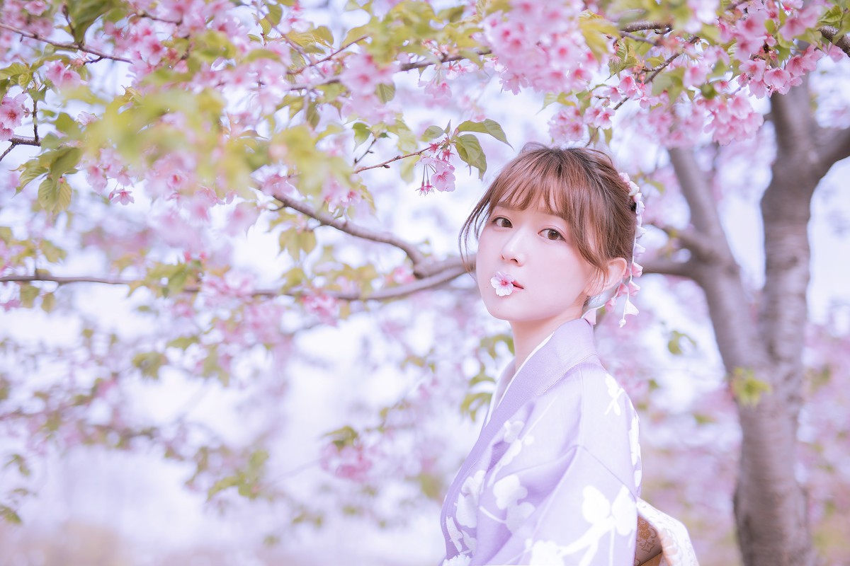 樱花季
