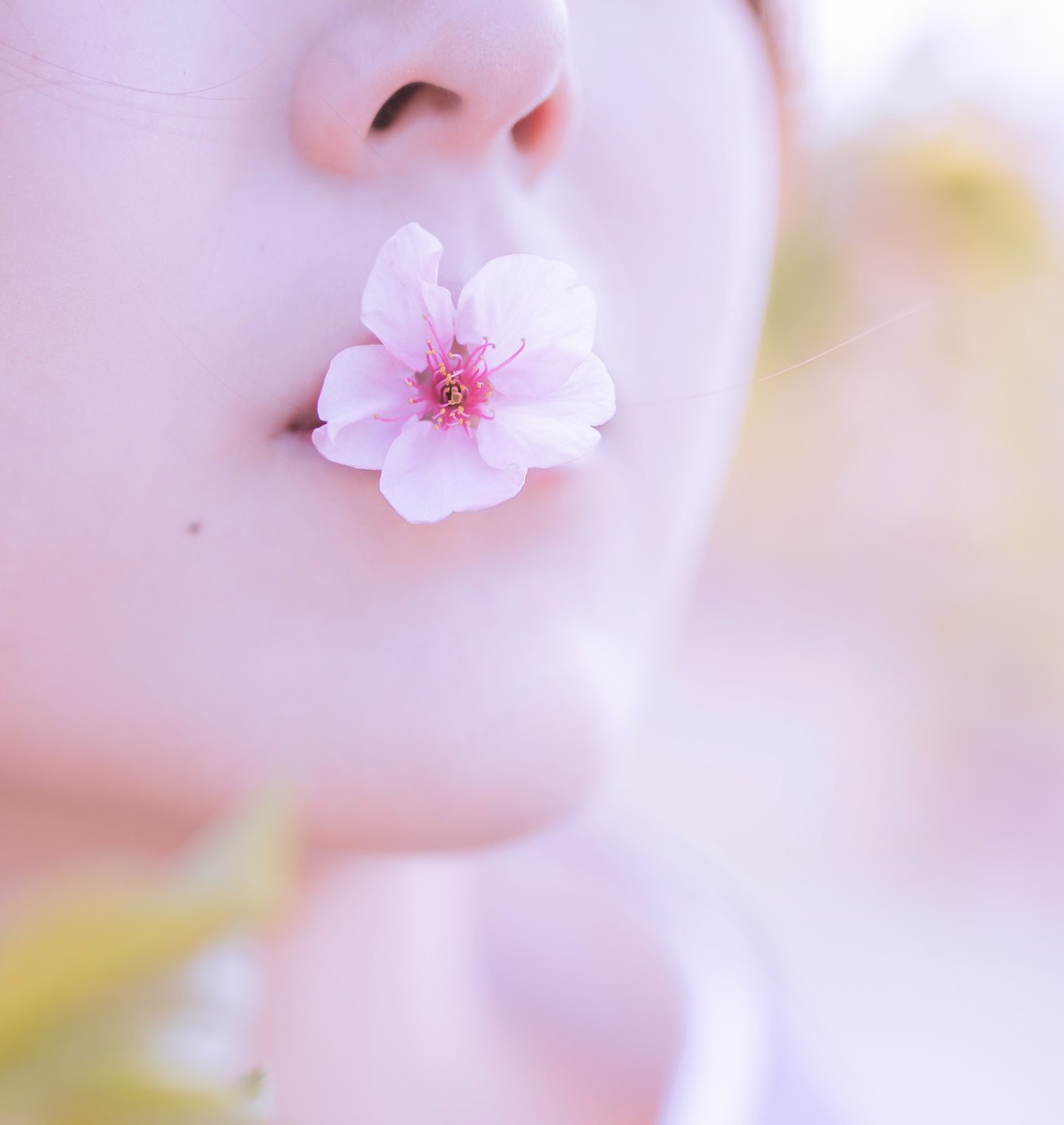 樱花季