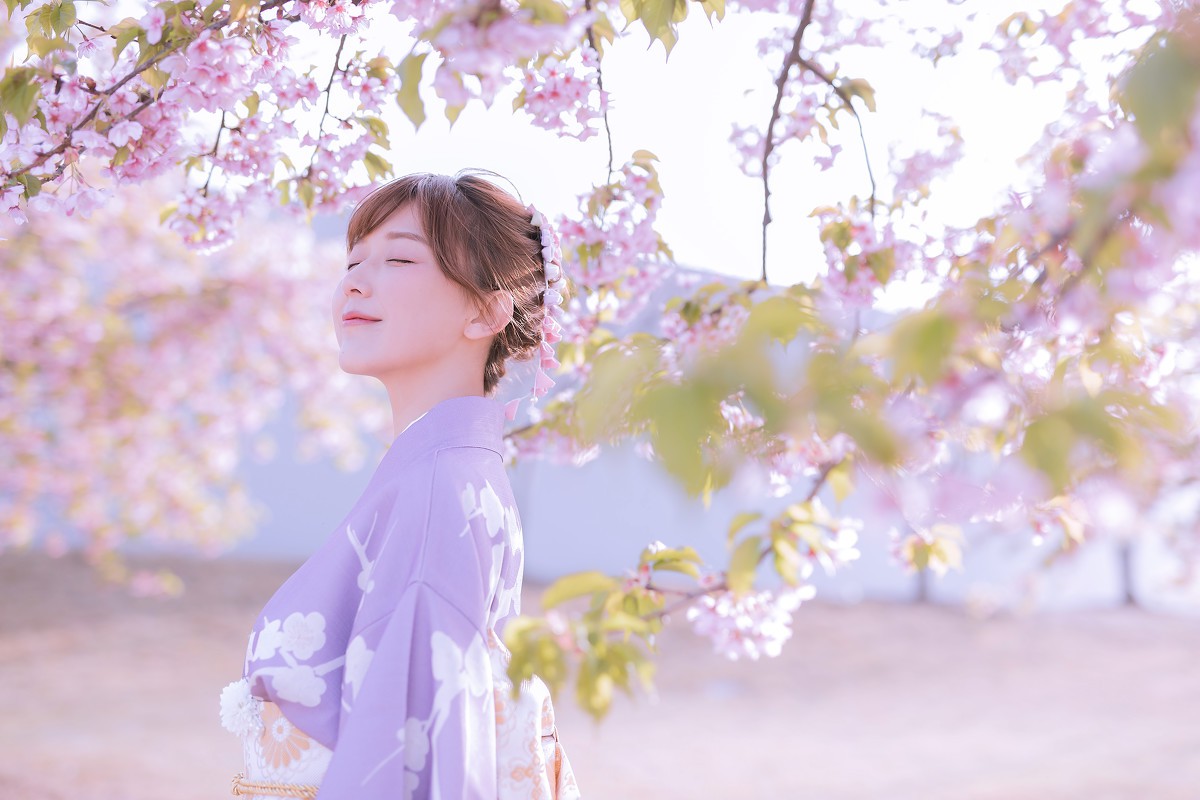 樱花季