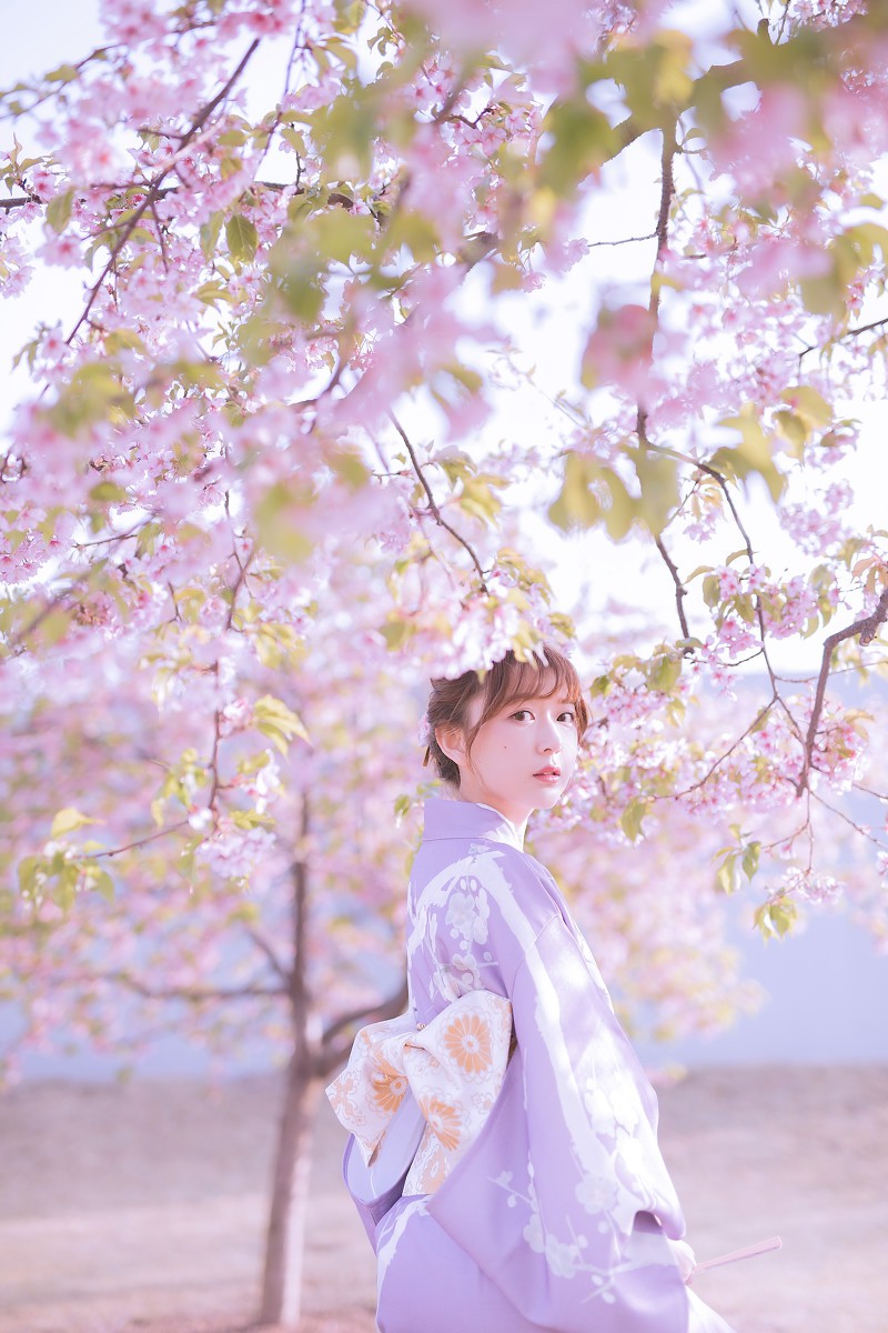 樱花季