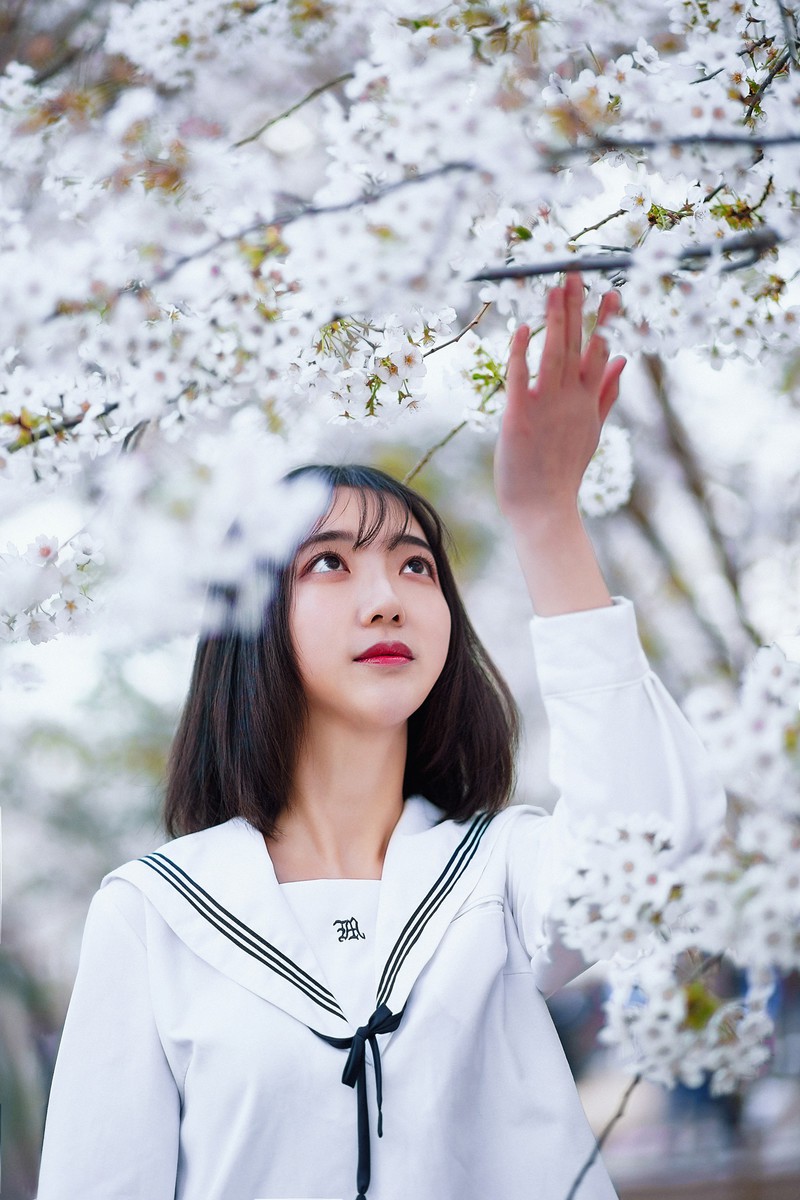 樱花开