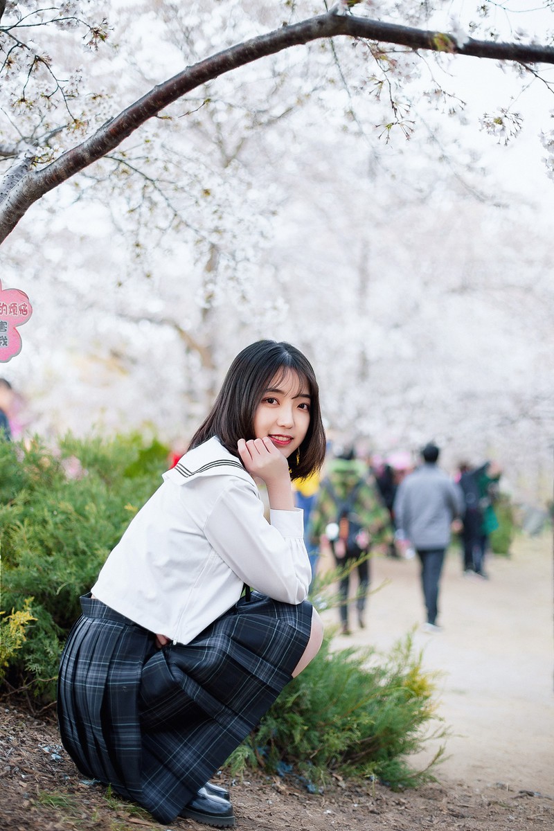樱花开