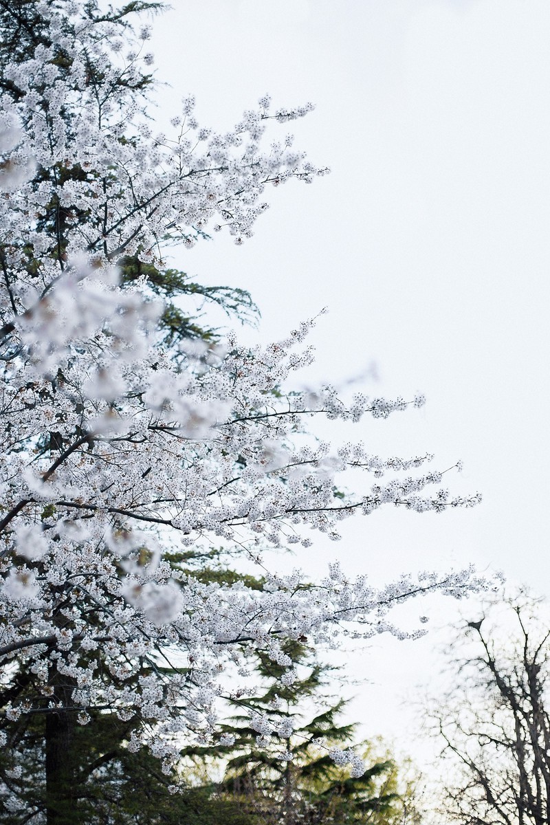 樱花开