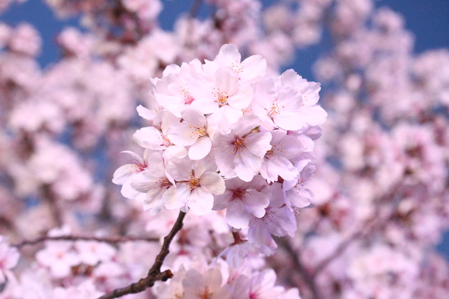 樱花