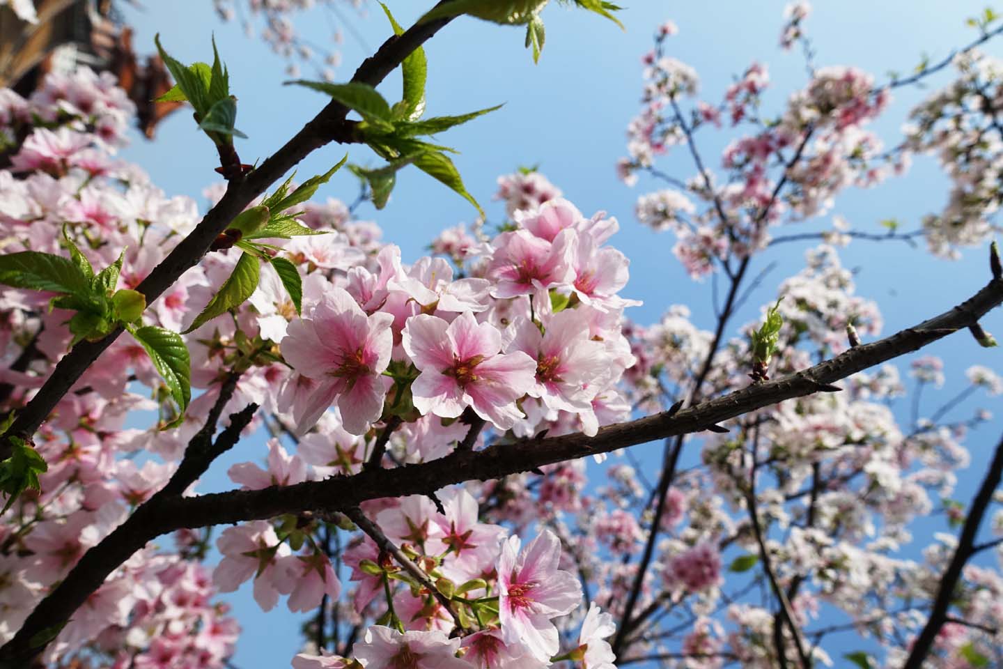 樱花