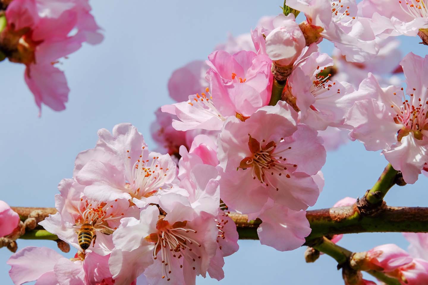 樱花