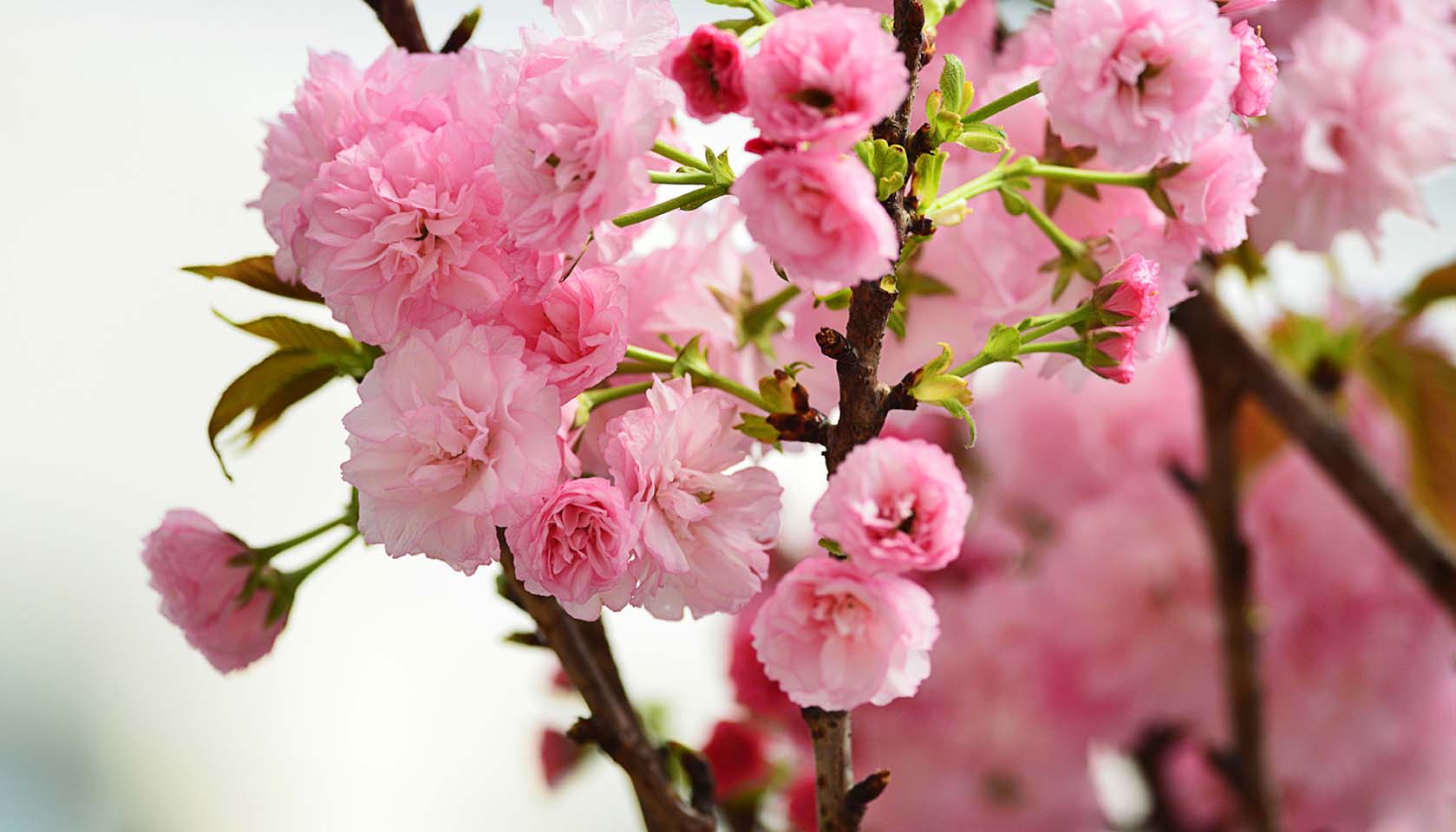 樱花