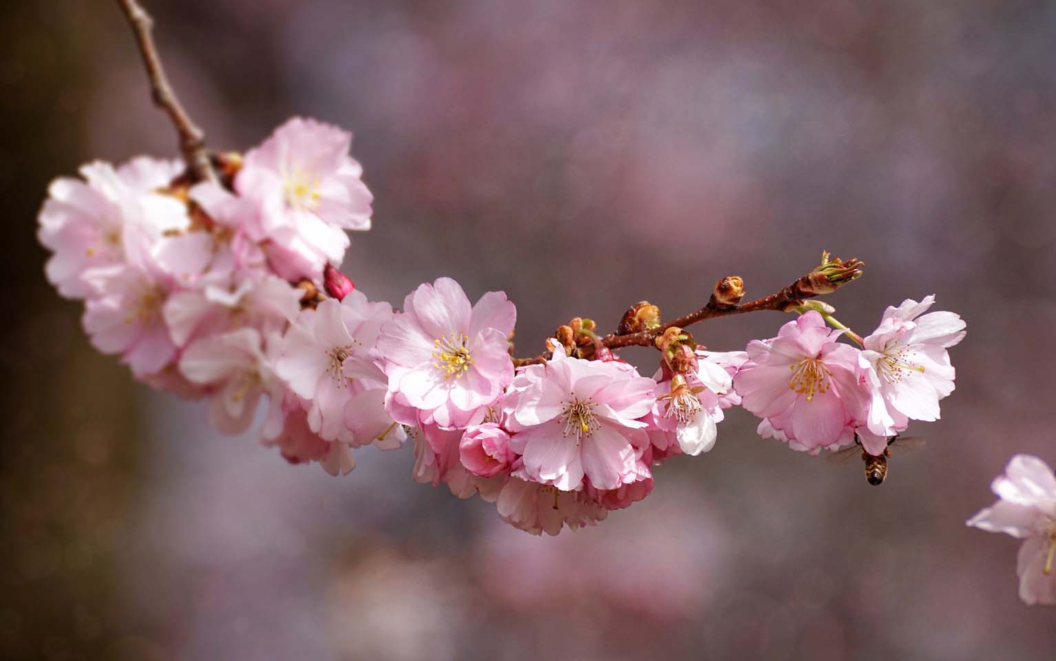 实拍武汉樱花，作为世界三大樱花之都，磨山夜色美得令人沉醉_苏丹卿_新浪博客