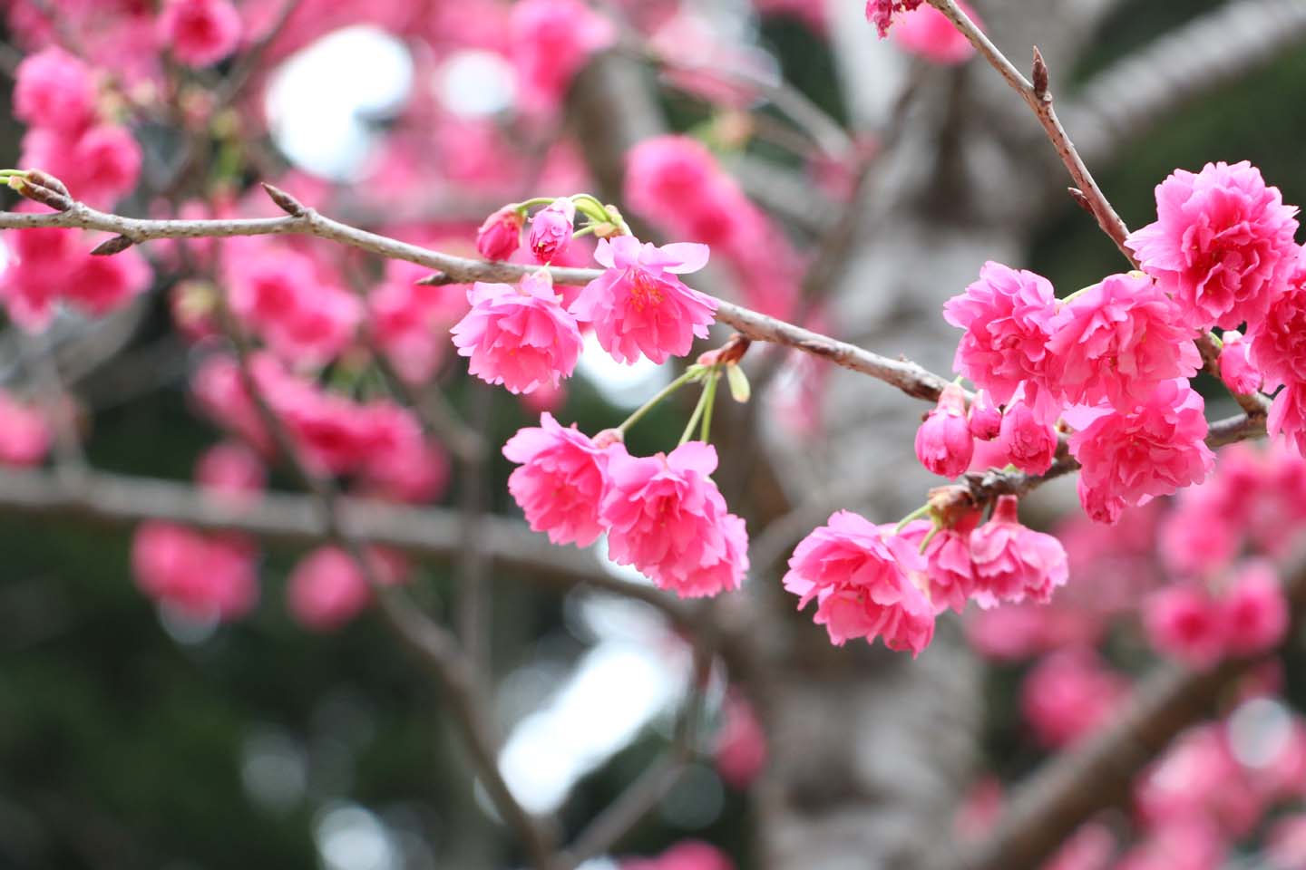 樱花