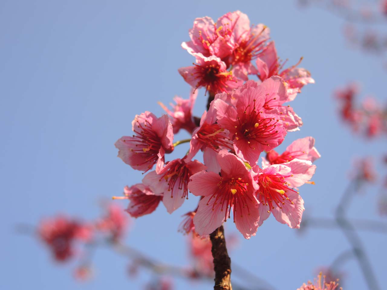 樱花