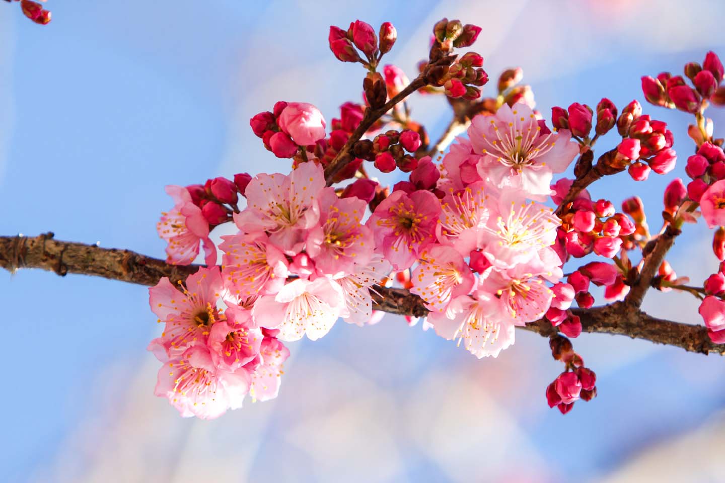樱花